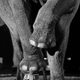 Illustration for article titled Why Freeing Elephant Performers Is Not Nearly Enough